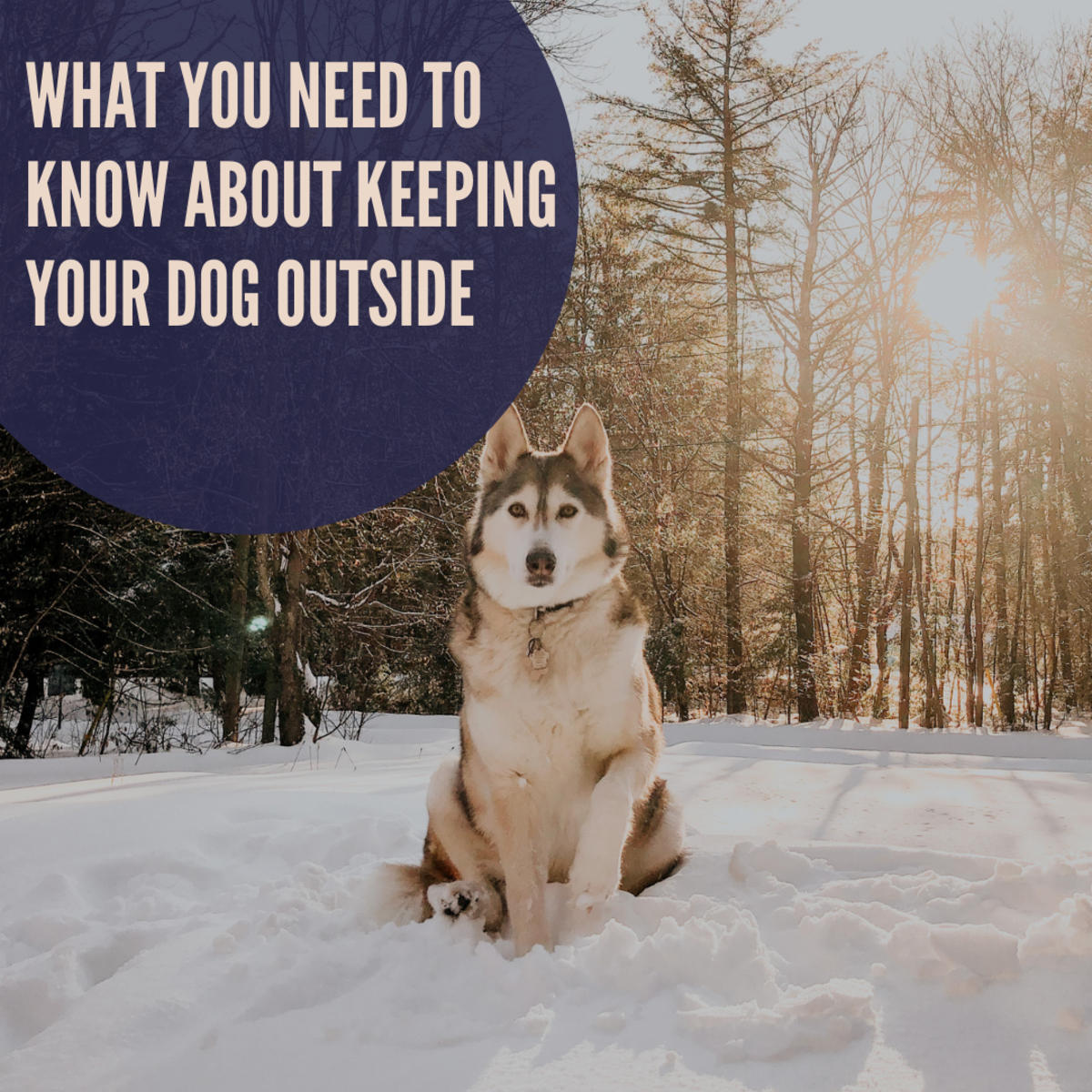 Keeping your Dog Busy on Rainy Spring Days - The Animal Keeper