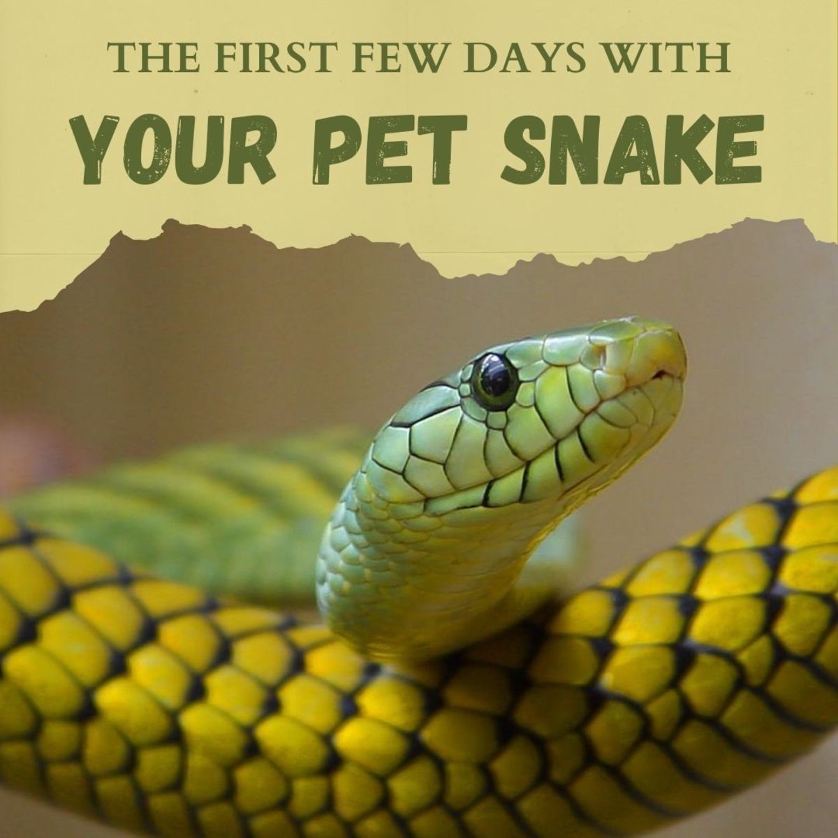 Learn what you should do in the first few days after you get your pet snake.