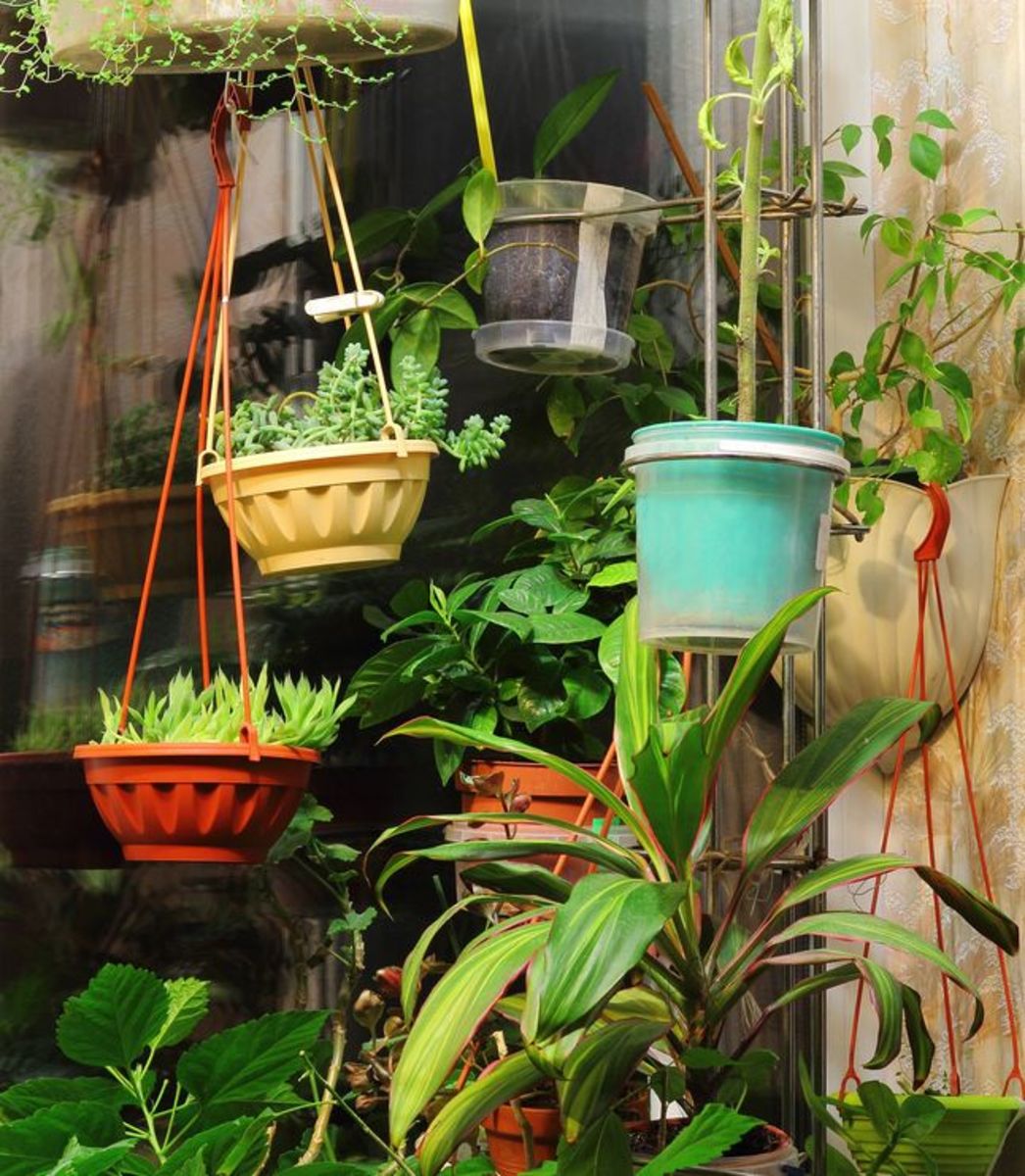 indoor-verticalgarden