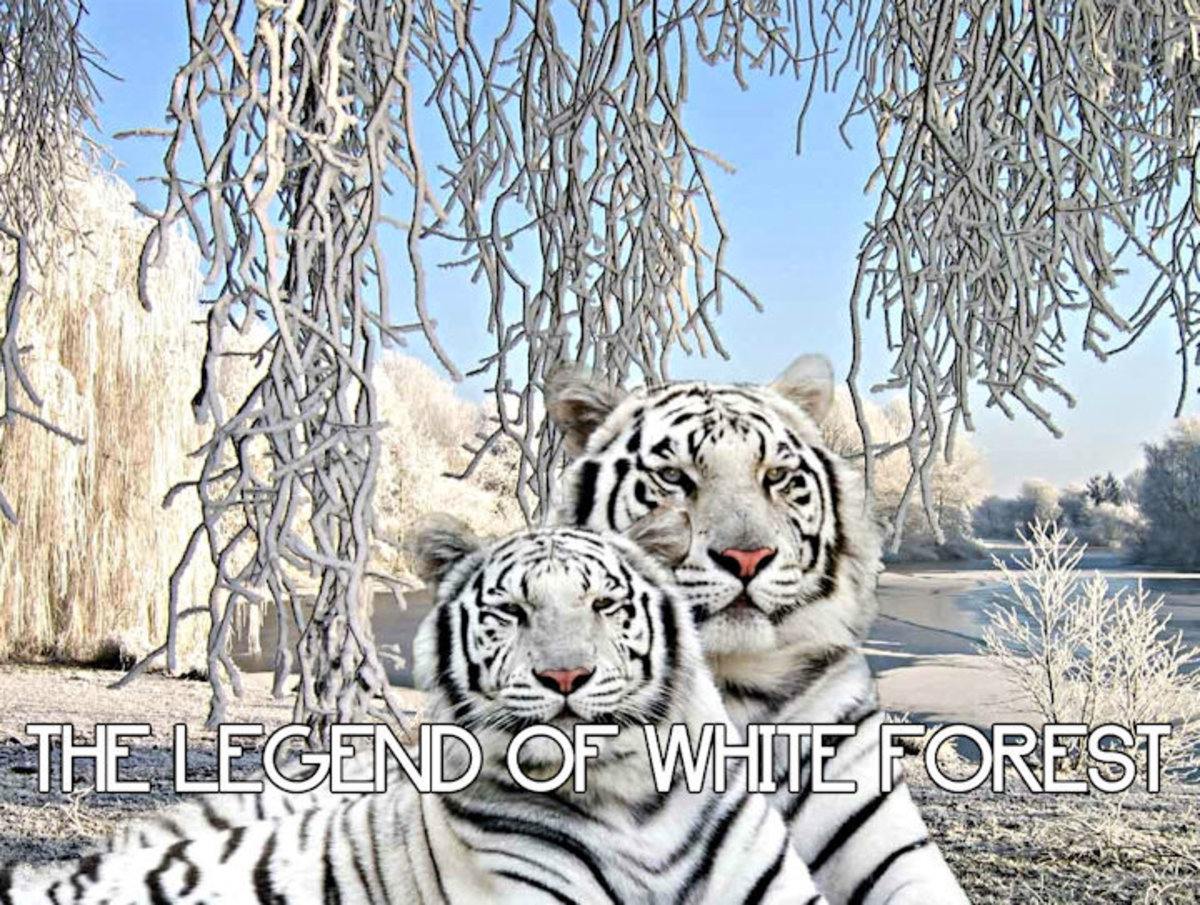 The Legend of White Forest 12
