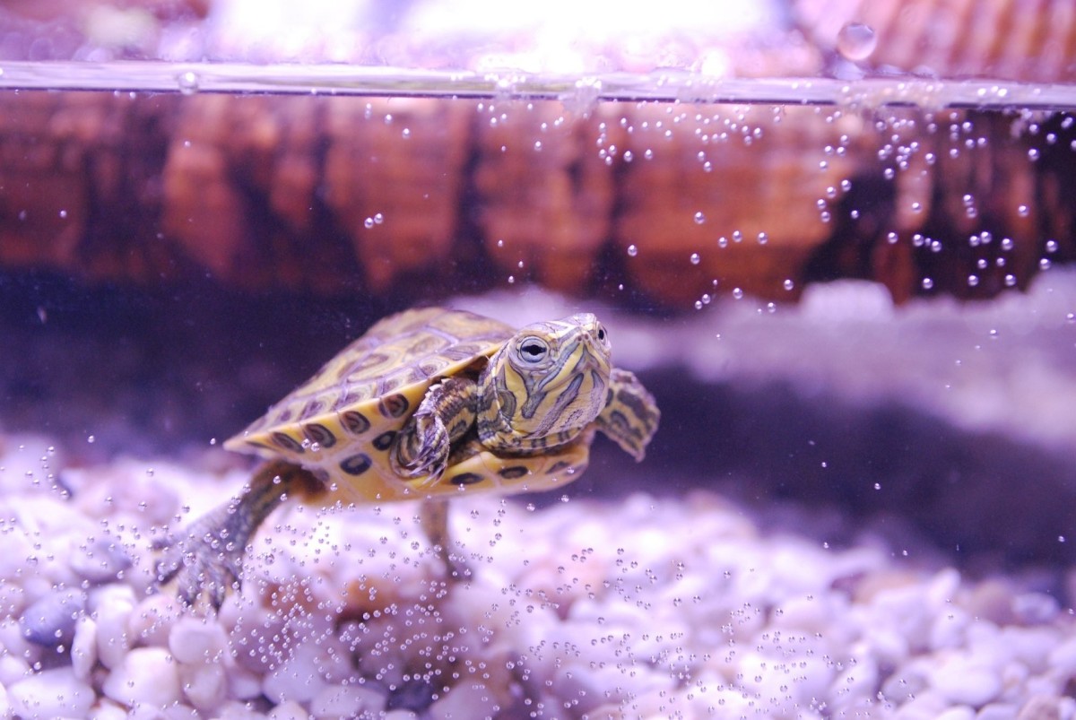 Turtles are rewarding pets for owners who put in the effort to understand their needs and meet them diligently.