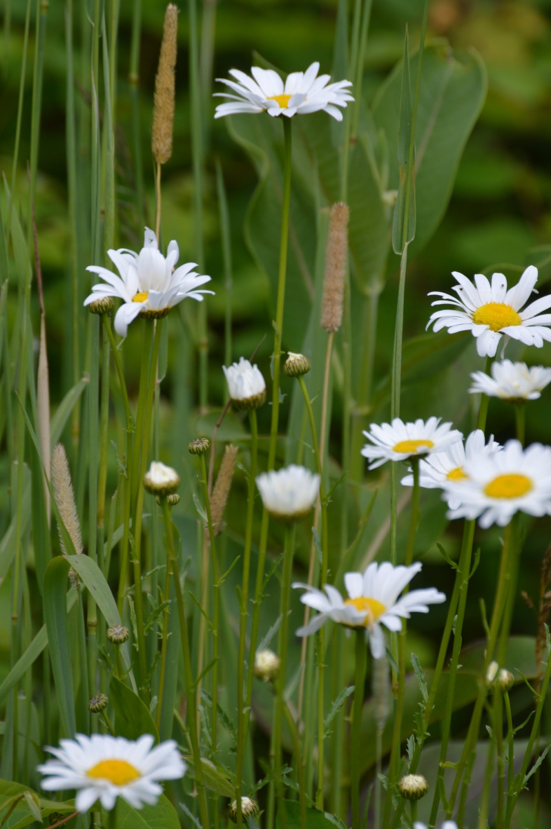 cowrn-of-daisies