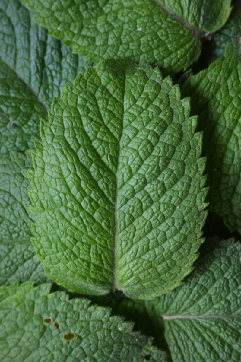 Peppermint naturally helps your body cool down.