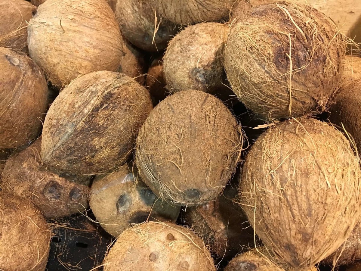 The Coconut Fruit
