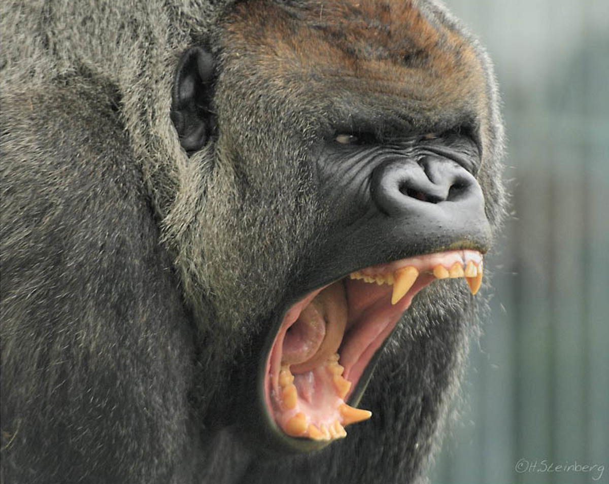 does the yell of a gorilla sound like a woman's yell?