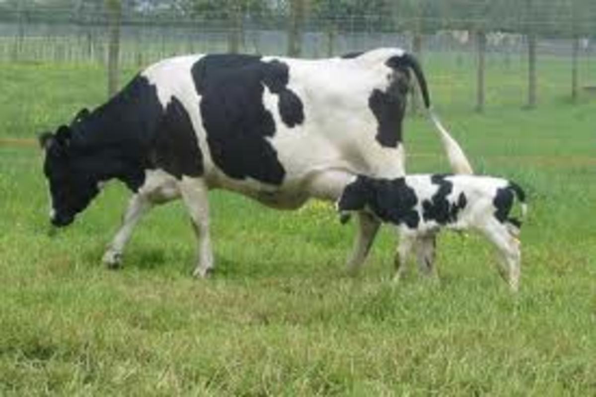 Mother cow with new born calf. Cows make plenty of milk, usually more than their calves can drink, so even at this early stage you can milk part of the milk from the cow.   