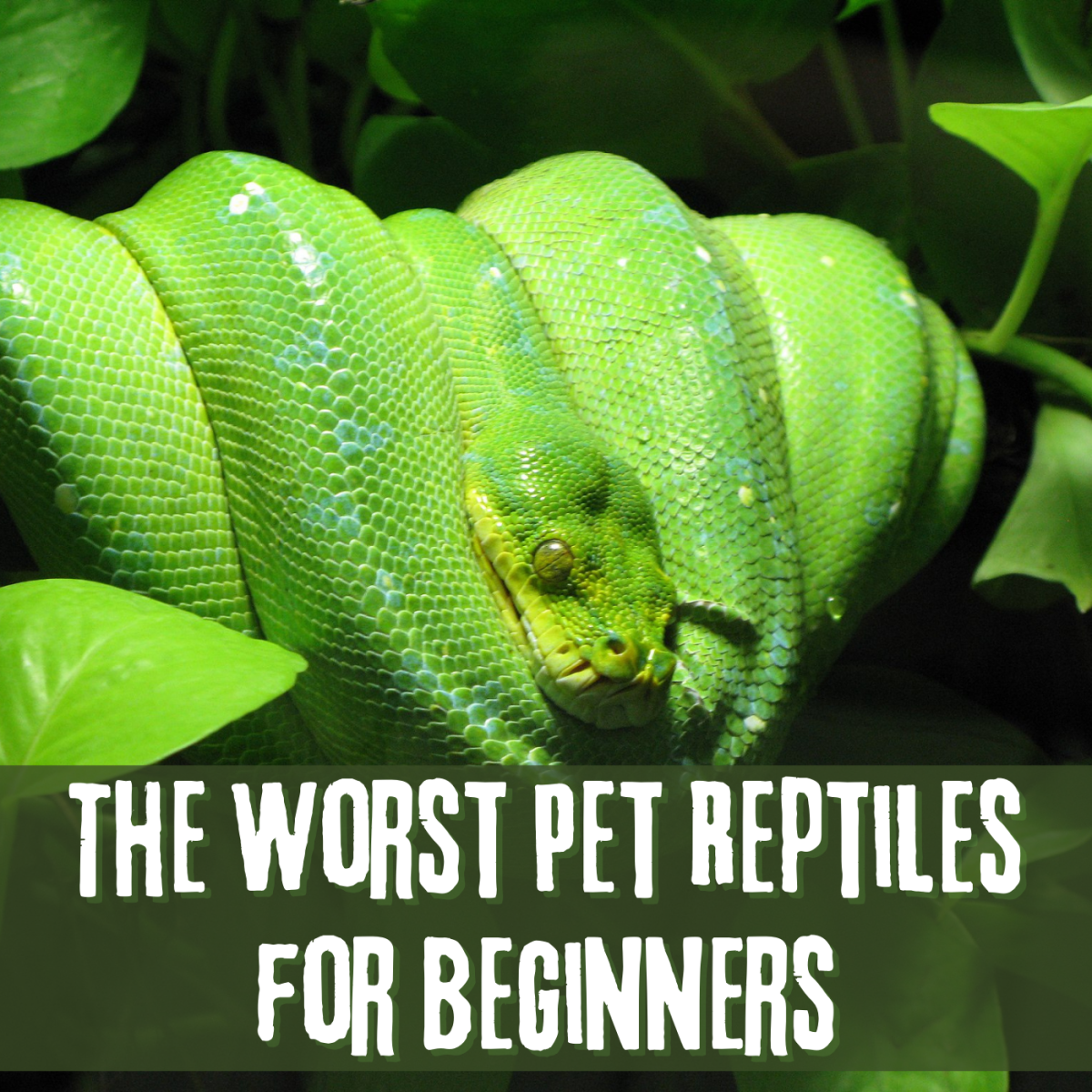 The green tree python is a beautiful but aggressive snake and should only be kept by experienced snake keepers. Learn about other reptiles that can make great pets, but not for beginners.