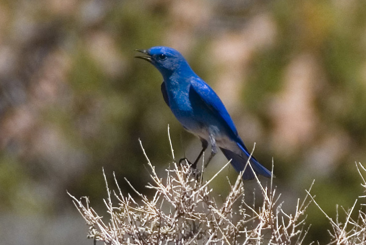 Mountain bluebird 