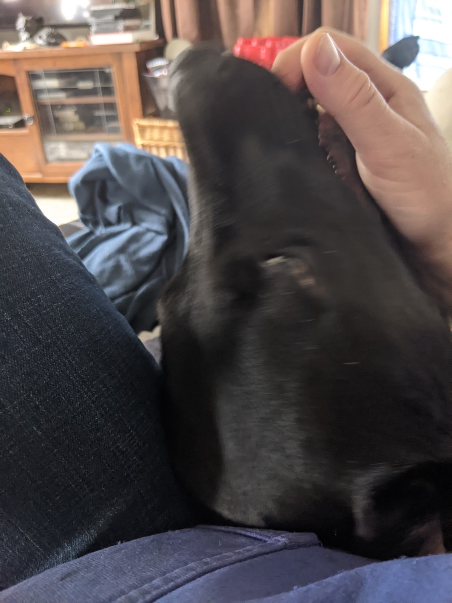 petting-your-labrador-retriever