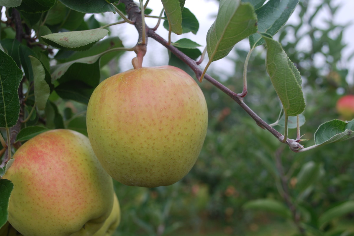 Apple trees should be trimmed in late winter or early spring, to help new growth be plentiful. The tree will still be dormant and prevents harm to the growing tree. 