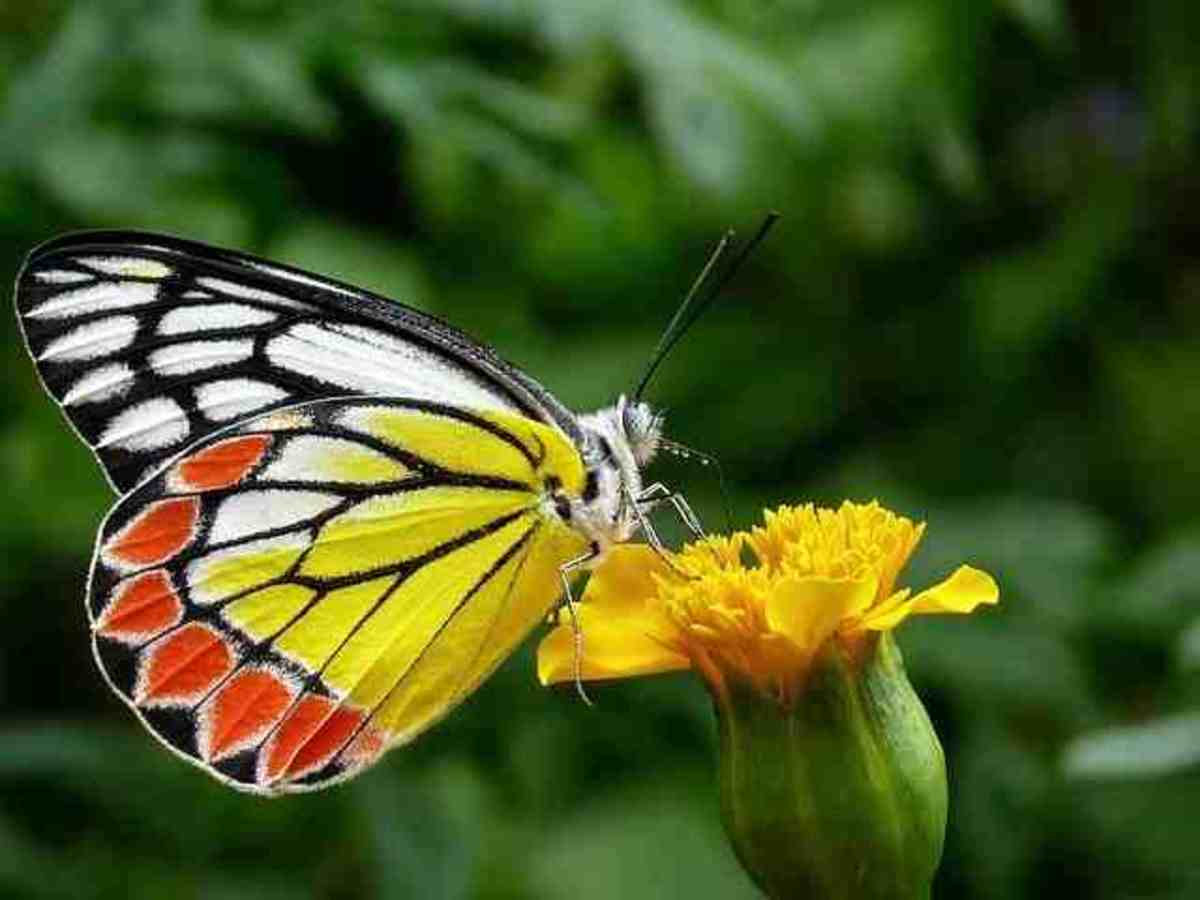 Freedom of Butterfly