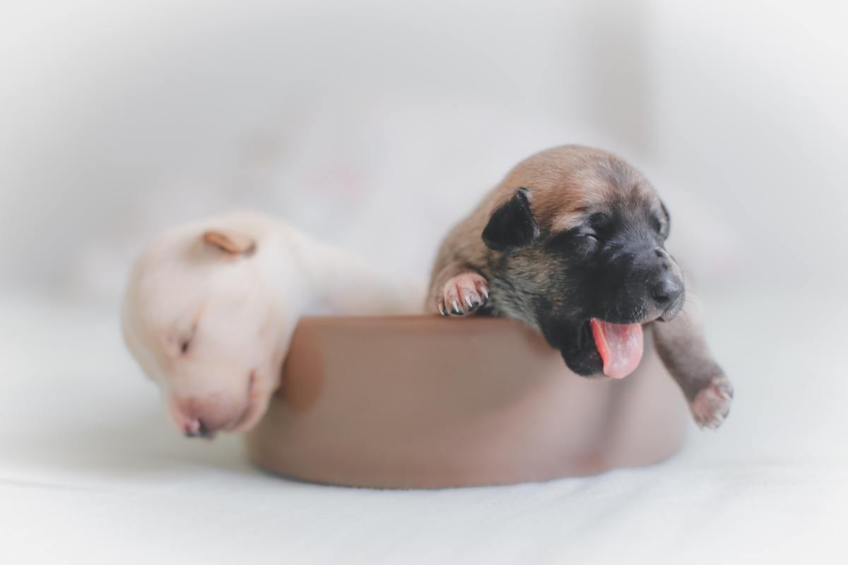 How soon should I expect puppies after the mucus plug is gone?