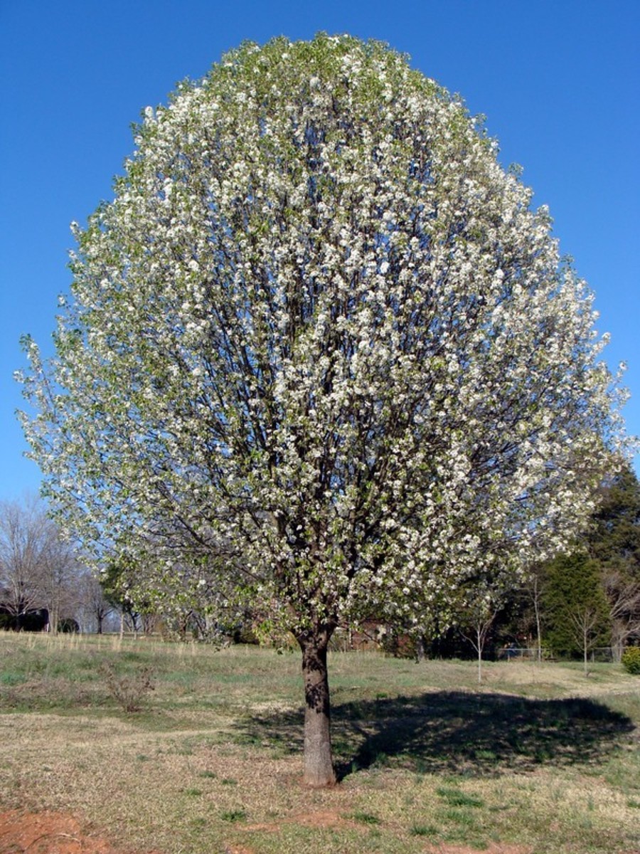 bradford pear tree problems