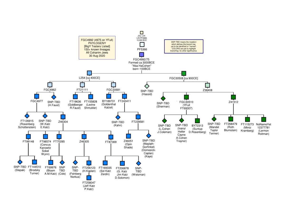 Figure 1: Separation of Kohenim Families Leading to Dynasties