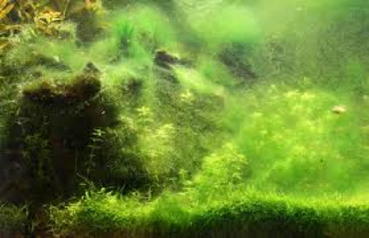 Thread algae accumulation