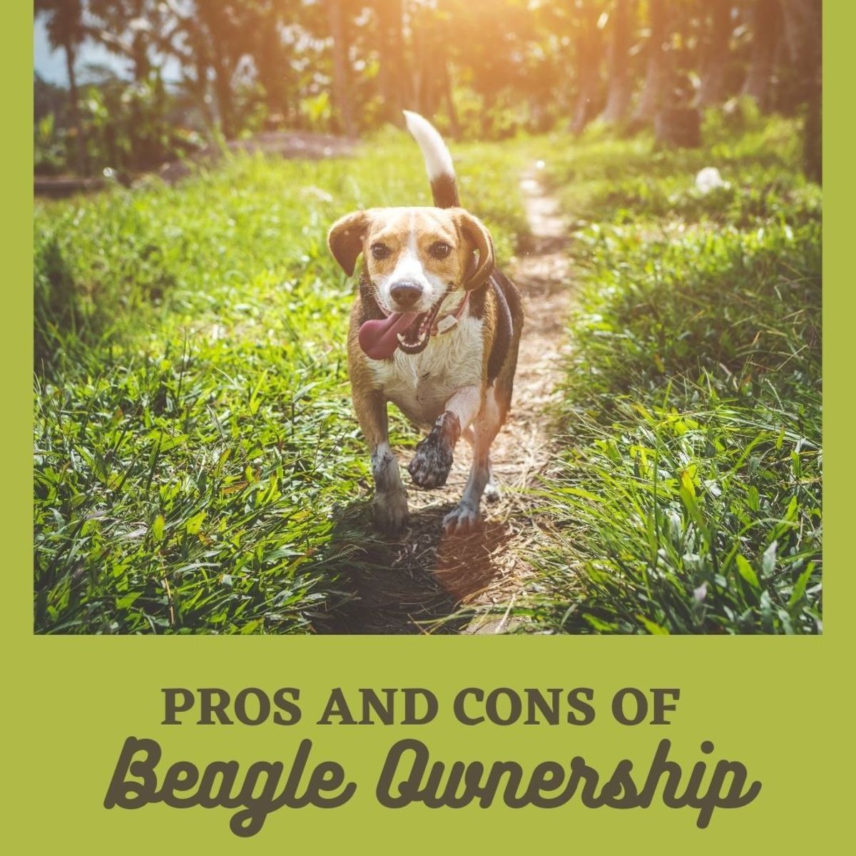 What are the pros and cons of owning a beagle? Are they as great as they are hyped up to be? (Probably.) 