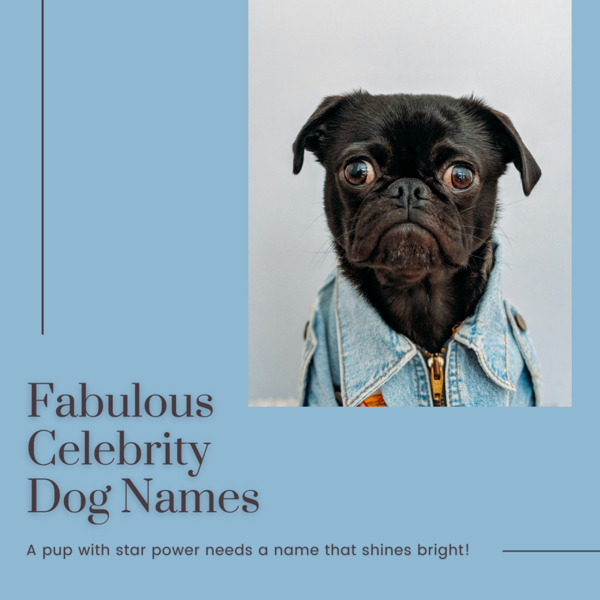 50 Celebrity Dog Names PetHelpful