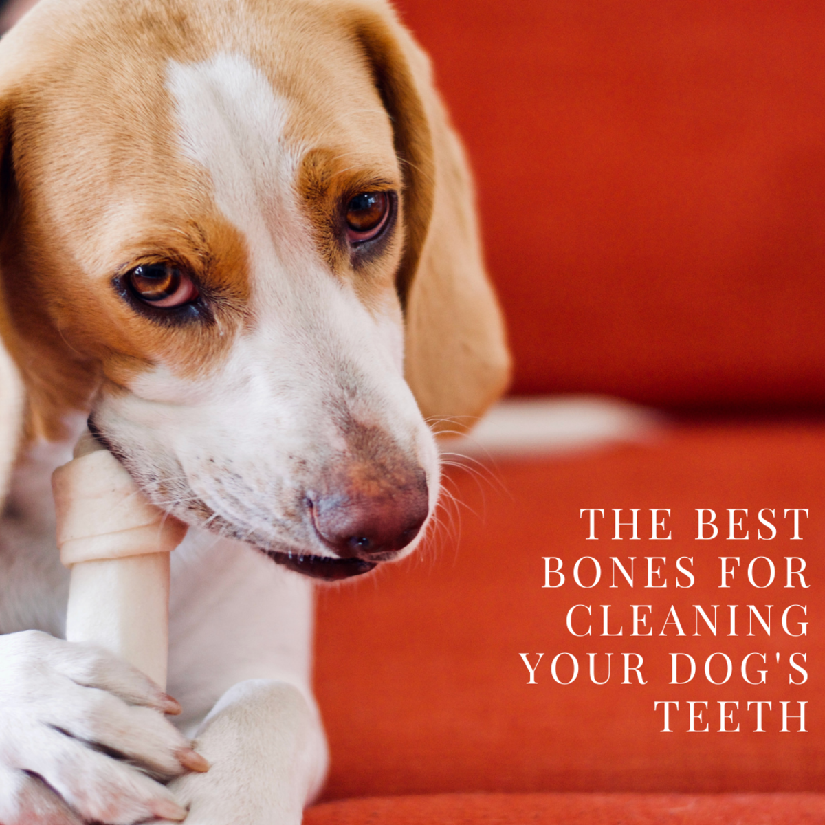 This guide will help you determine which bones might work best for maintaining your dog's dental hygiene.