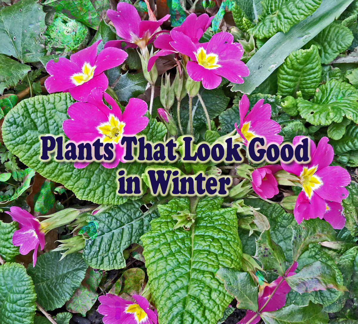 Although many plants are past their prime in the winter months, there are several that flower or have colourful foliage during this season.