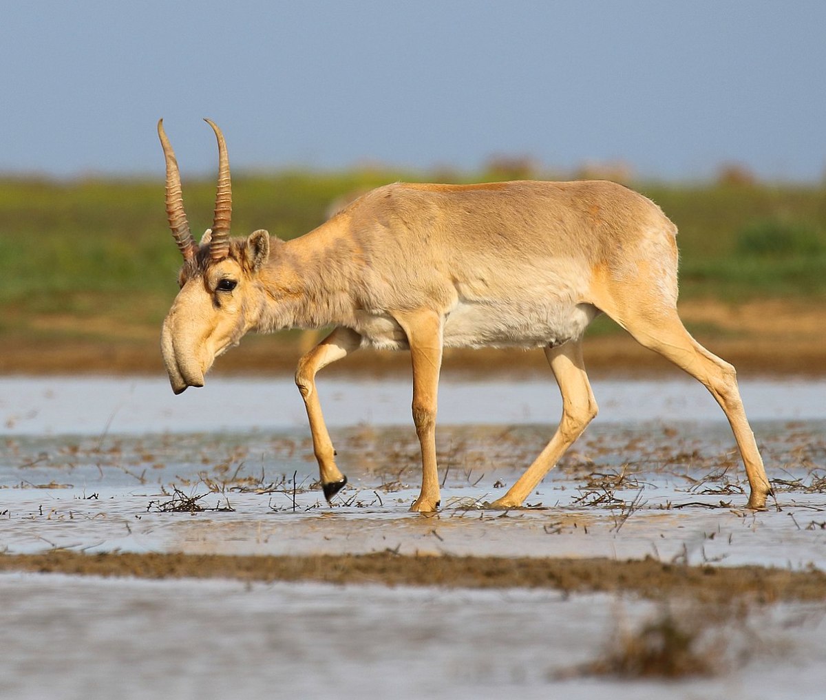 Russian saiga antelope