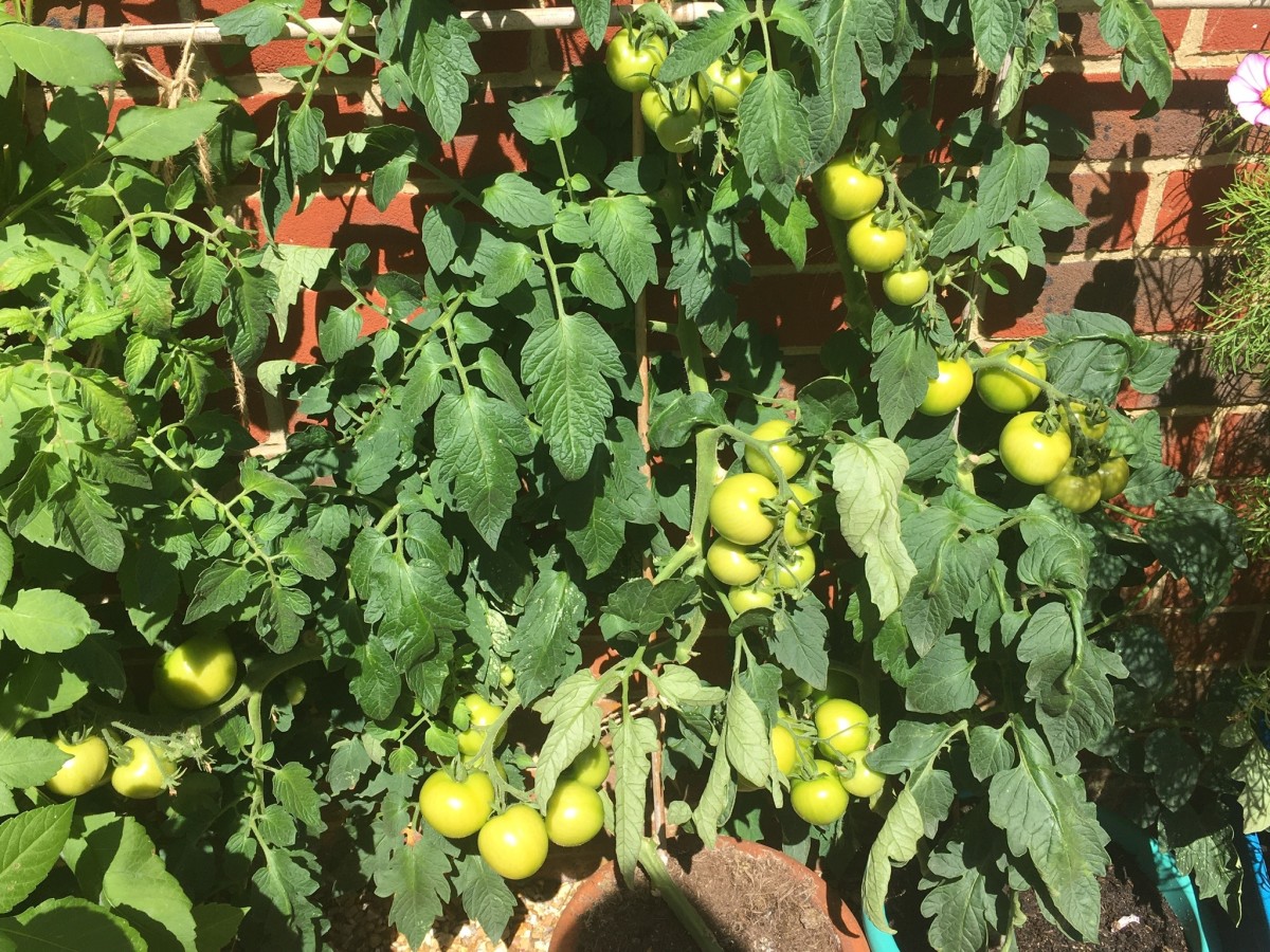 Tomatoes ripening outdoors in pots