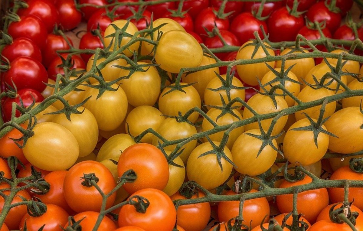 Tomato Varieties 