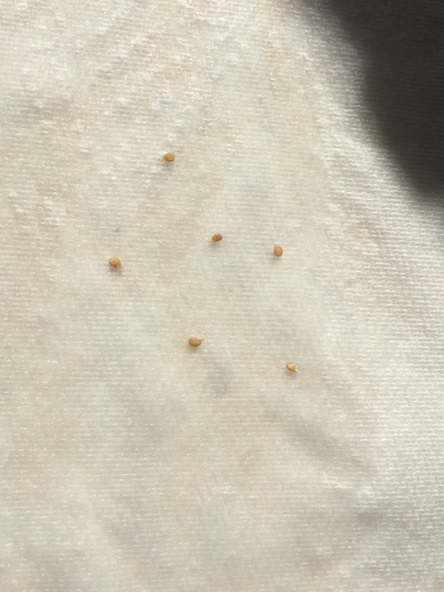 Germinate seeds on kitchen paper