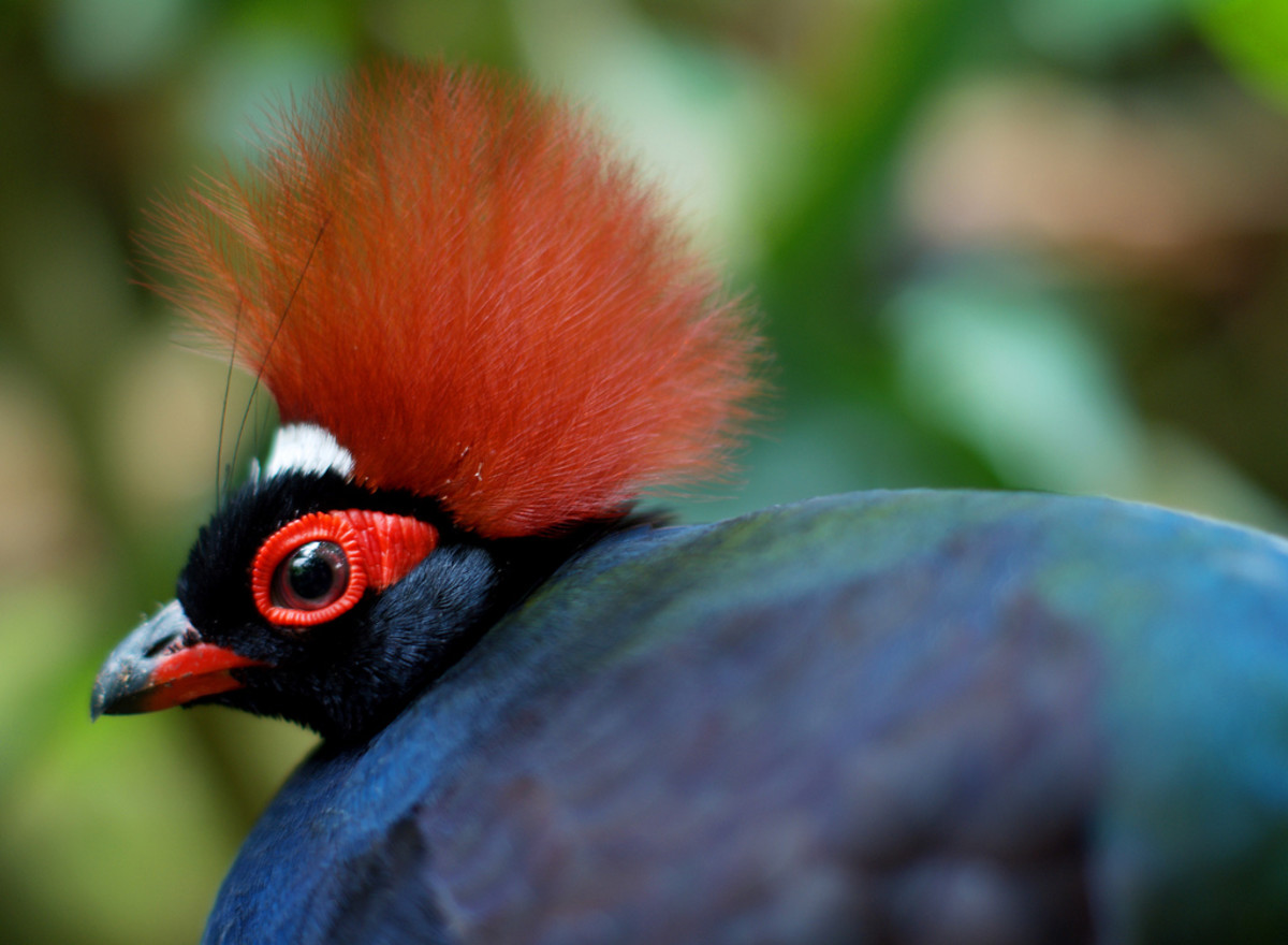 The Top 10 Beautiful Birds with Elegant Crests HubPages
