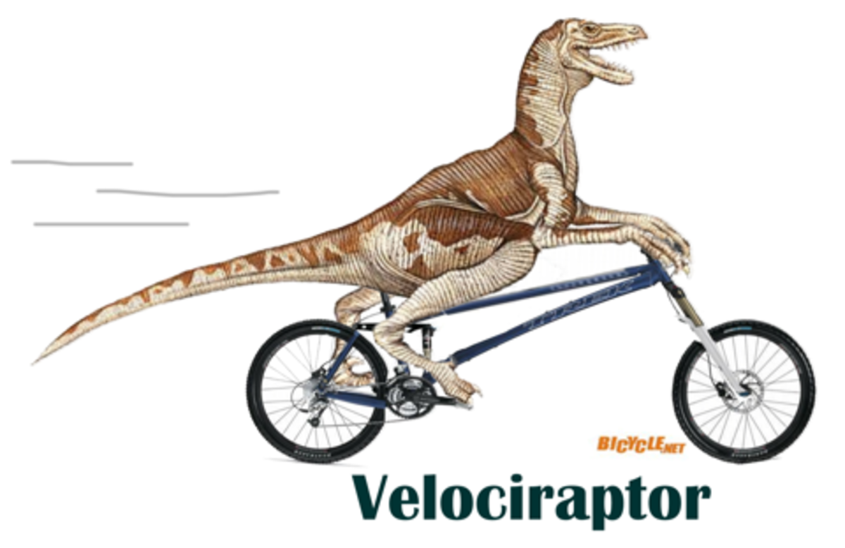 pet-velociraptor-care-with-valuable-faqs