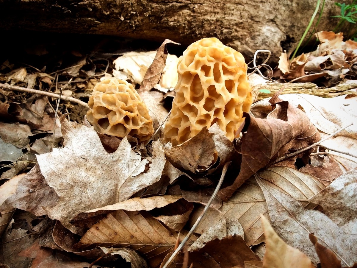 The Elusive Morel Mushroom: Local Gold