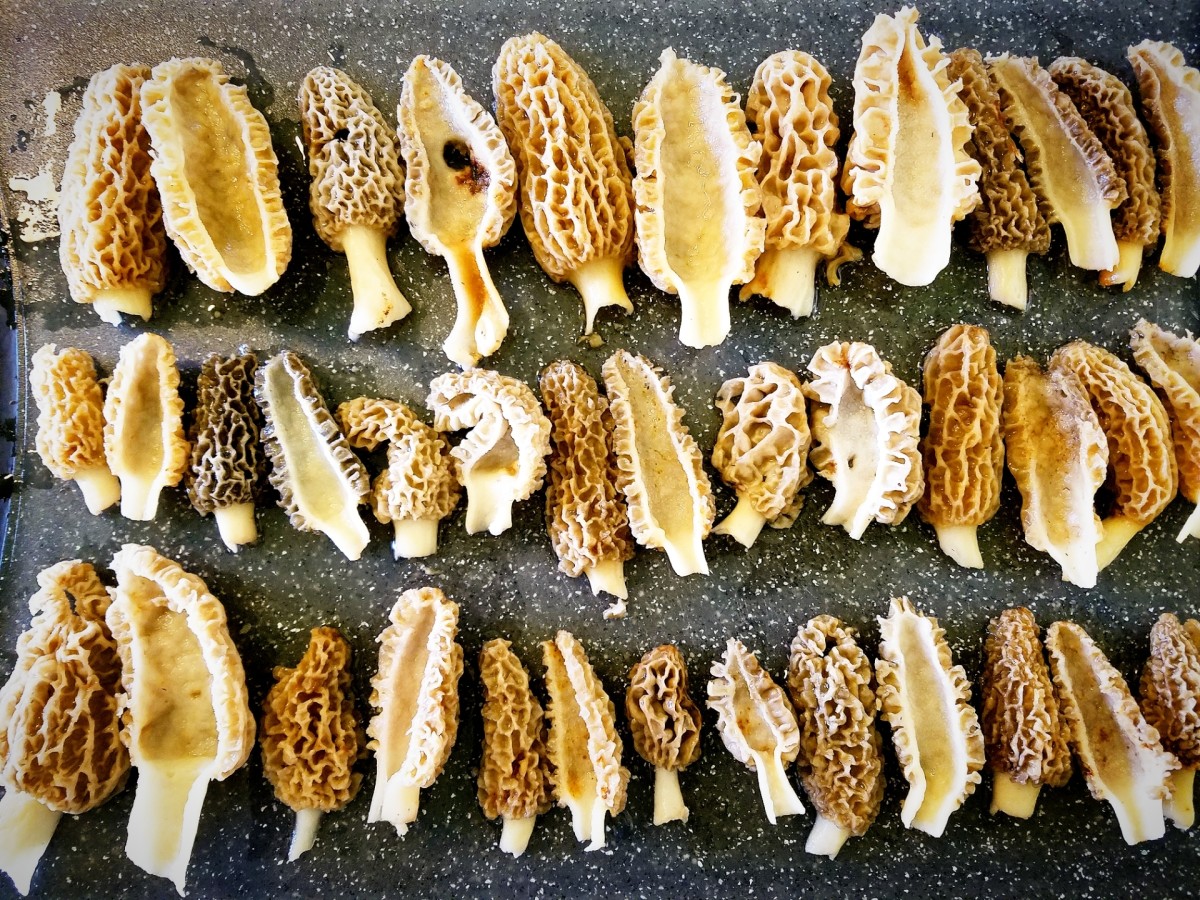 Tips for Finding the Elusive Morel Mushroom Local Gold Delishably
