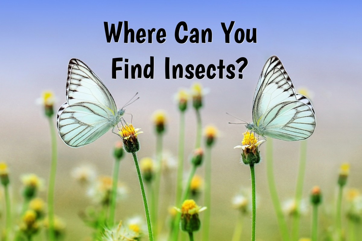 Finding Insects: A Guide for Young Naturalists - Owlcation