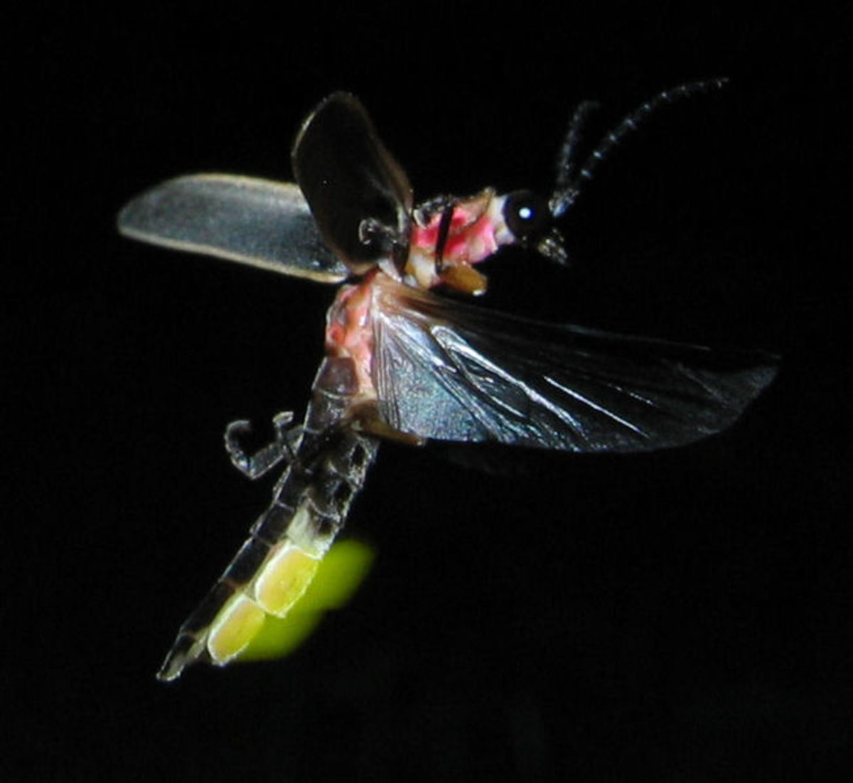 Firefly (photinus pyralis) glowing