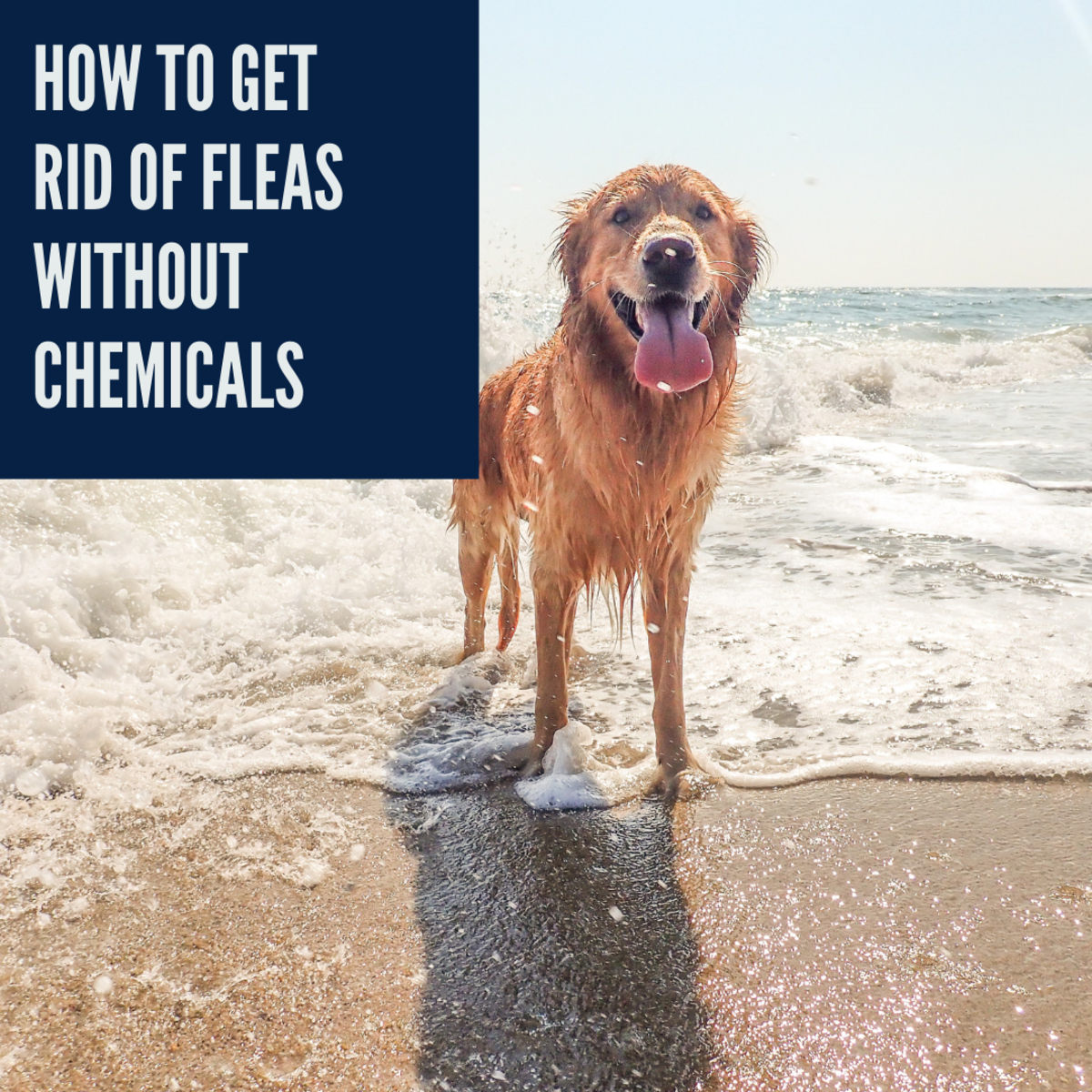 best non toxic flea treatment for dogs