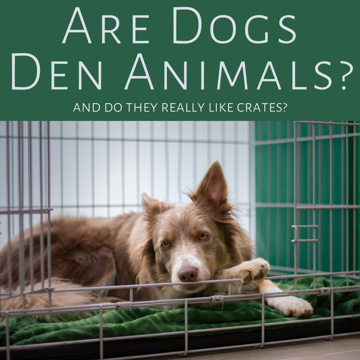 Are dogs den animals... and do they really feel safer in crates?