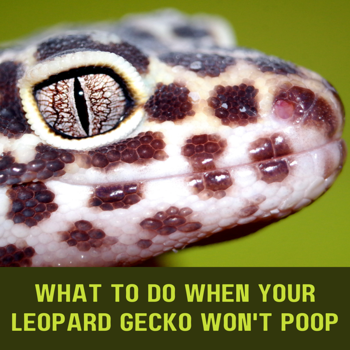 What to Do If Your Leopard Gecko Won't Poop