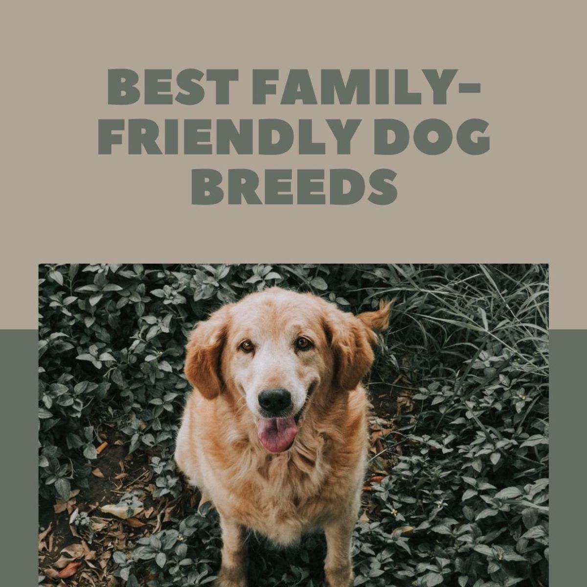 5 Dog Breeds That Are the Best Around Children - PetHelpful