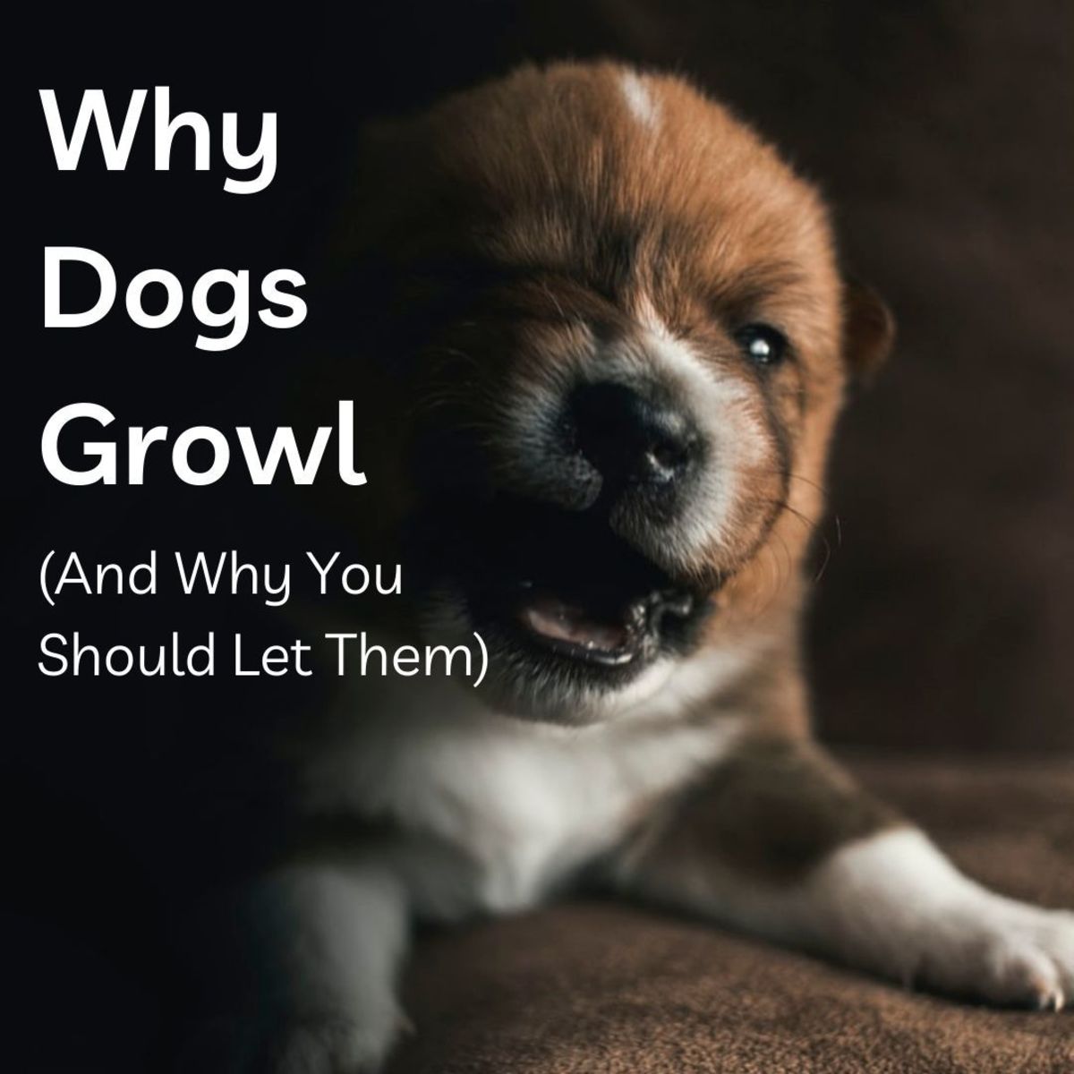  Dog owners often do not realize that reprimanding a dog for growling is like telling the dog ''Do not bother to warn you are about to bite next time, just do it.''