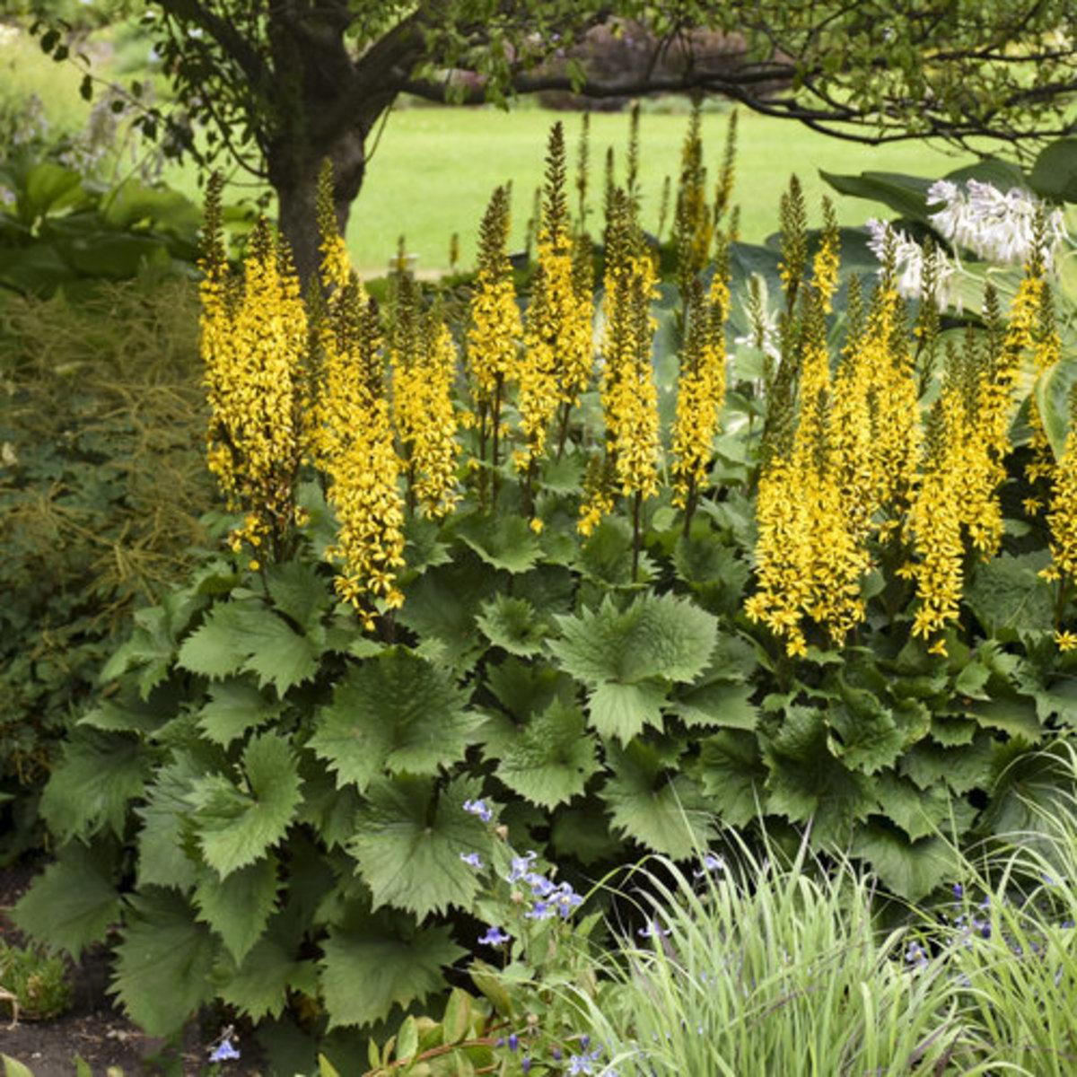 Above everything, stem and stamen. With its vivid mustard yellow flower spikes in the summer, this vigorous grower will make a statement in your shade yard. A dense clump of broad, heavy, serrated leaves forms. 
