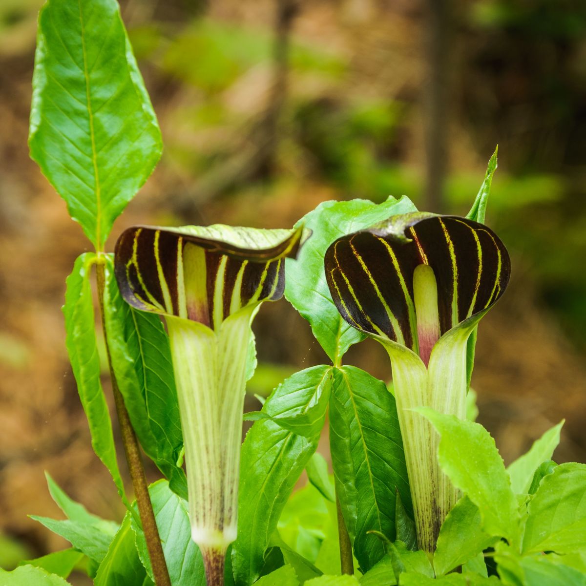 Shade, plenty of water, and nutrients are all necessities for Jack-in-the-pulpit. It is not difficult to grow the plant once these flowers have been produced. 