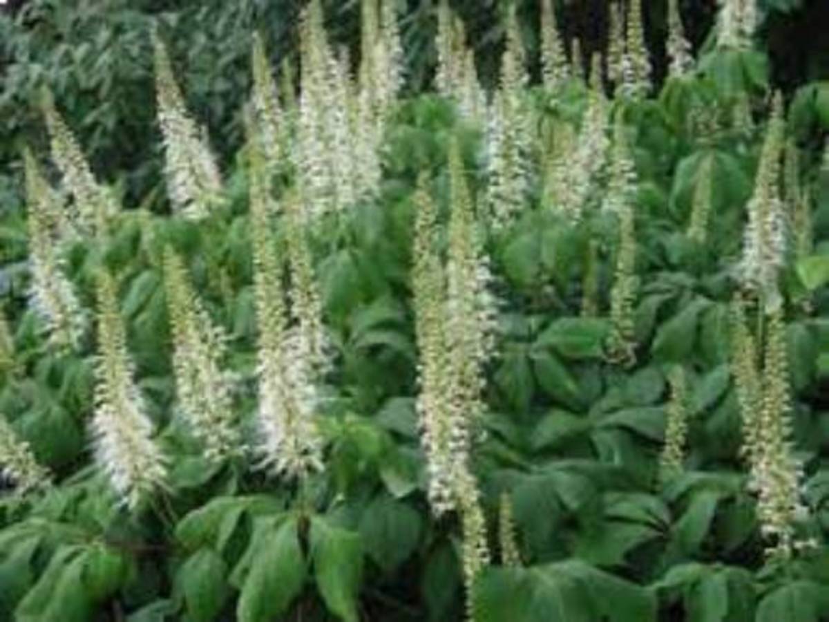 Bottlebrush buckeye is a shrub worth adding to the garden for its well displayed summer flowers and handsome foliage. 