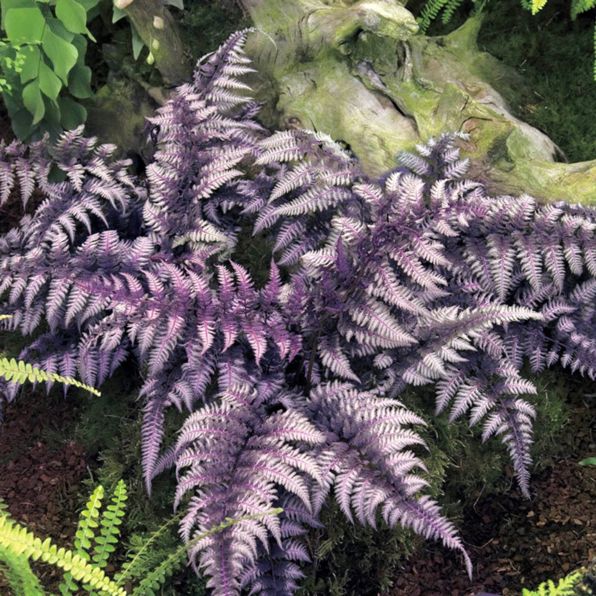 The shady serenity of its natural Oriental gardens is evoked. Due to the lovely combination of green and purple shades on its fronds that seem to be silver, it is one of the most common cultivated ferns.