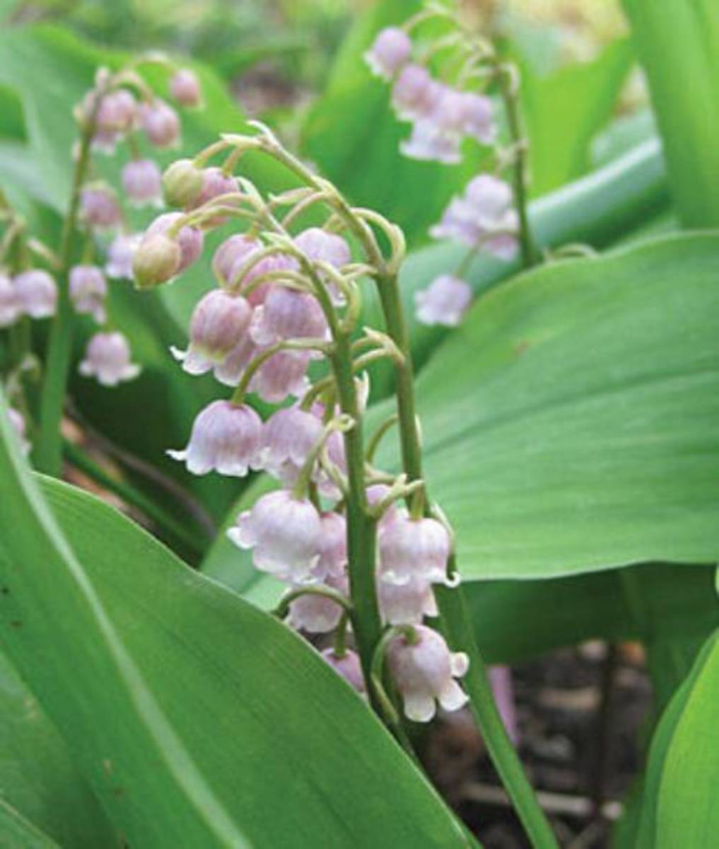 Rare soft pink bells. Convallaria majalis, Rosea is one of the most unique Lily of the Valley.  