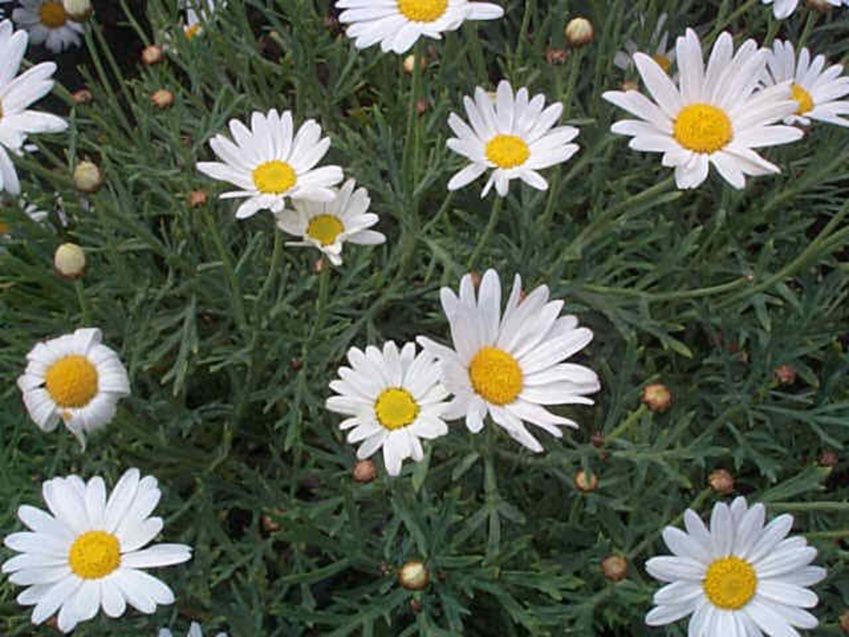 chrysanthemum-frutescens