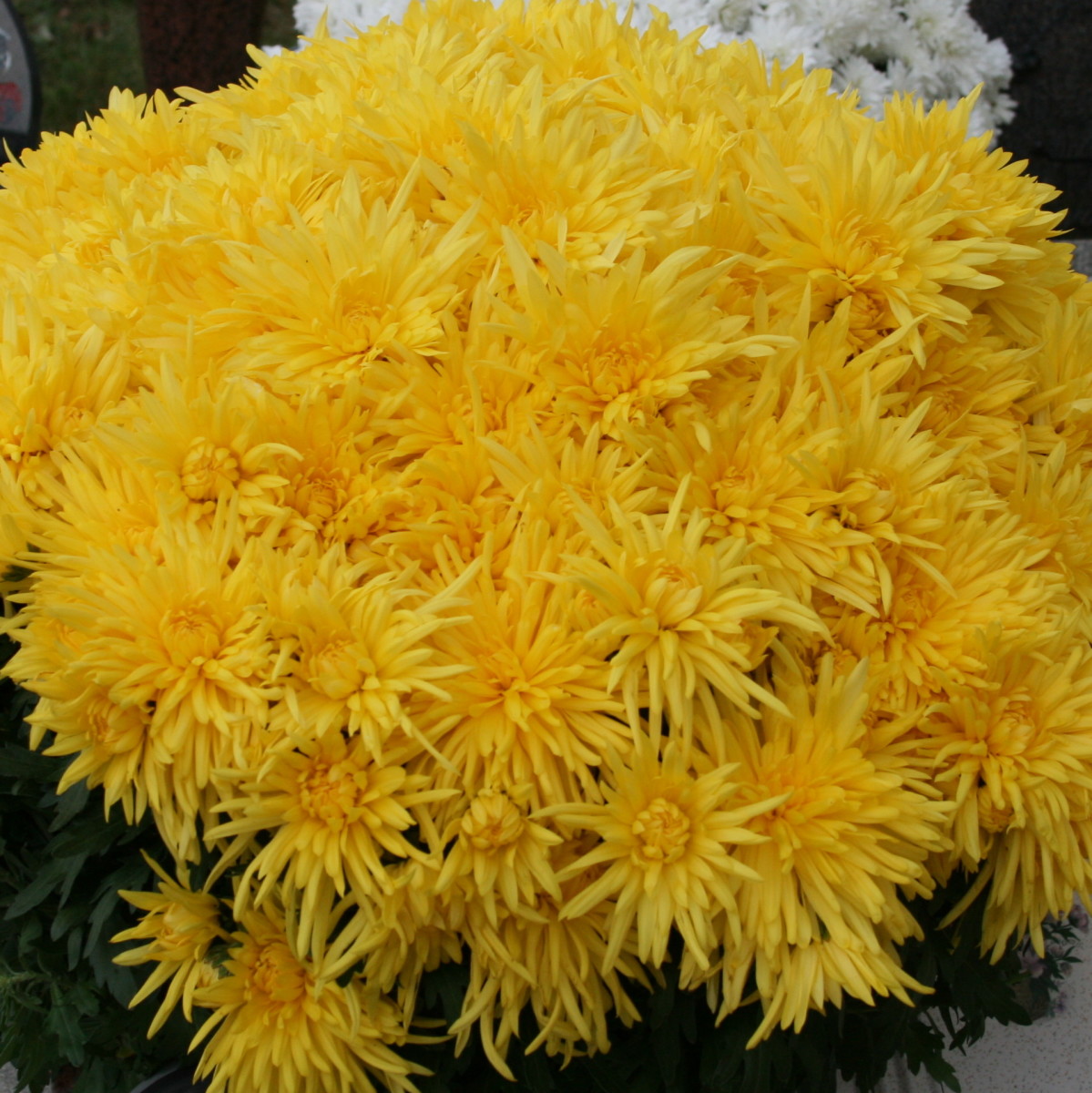 Yellow chrysanthemums are a Toussaint staple.