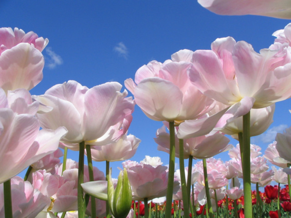 Is it any wonder why tulips are the most popular flower in spring?