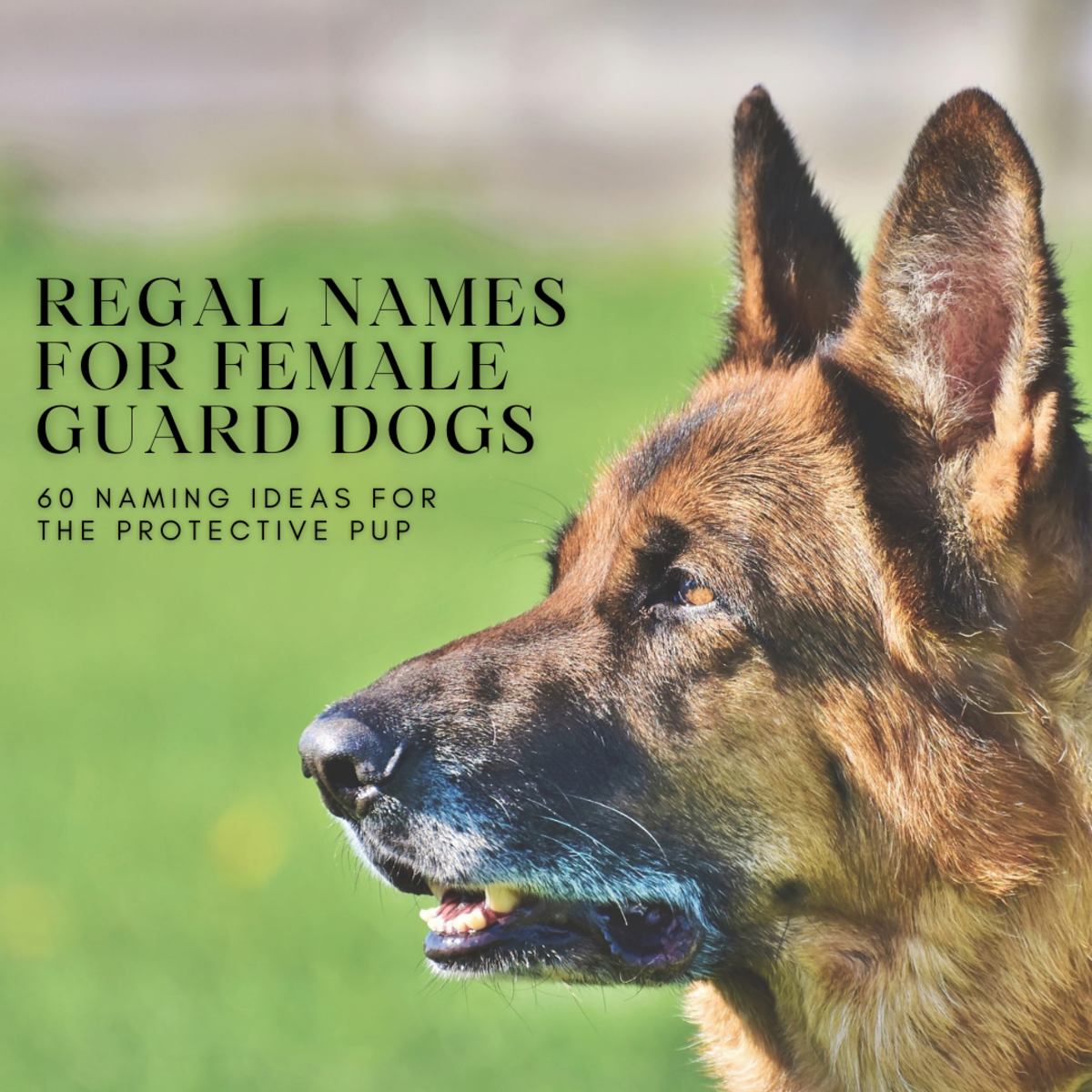 60-regal-names-for-loyal-noble-female-guard-dogs-pethelpful