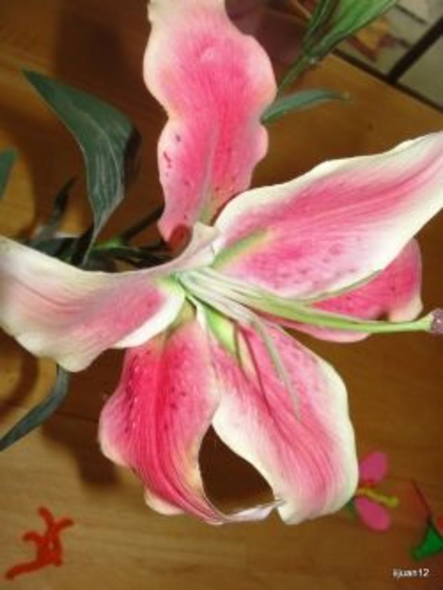 Identifying parts of a flower on a lily