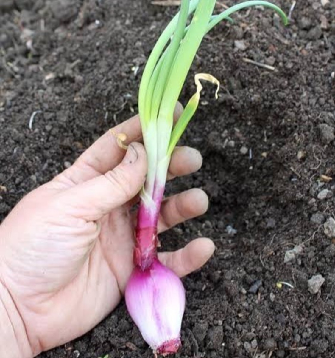 Plant this sprouting onion in soil to grow it.