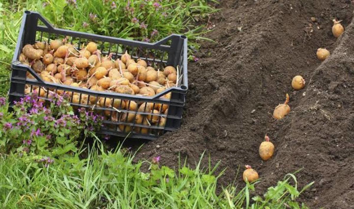 Plant potatoes with their sprouts facing upward.
